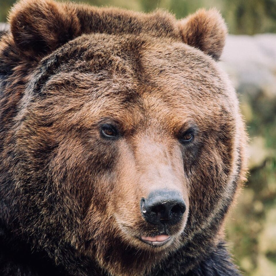 danse de l'ours roumanie