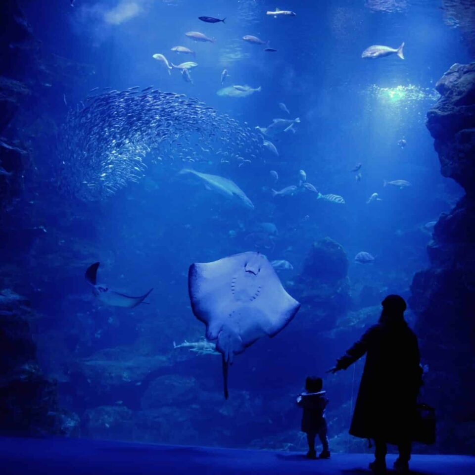 mere-fils-aquarium-saint-malo